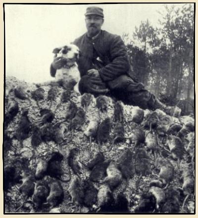 la chasse aux rats dans les tranchées de la première guerre mondiale